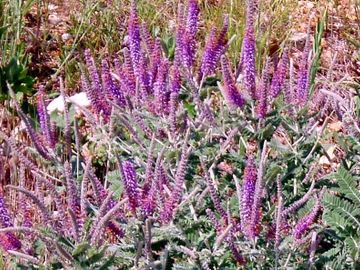 Amorpha canescens Leadplant native wildflower potted plants