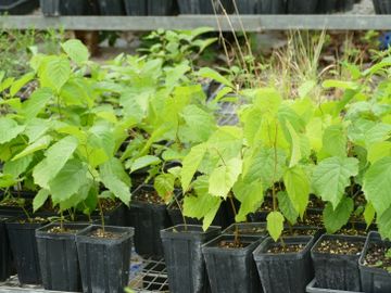 Corylus americana American Hazelnut American filbert native wildflower Potted Plants